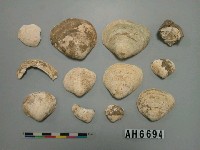藏品(蜆類)的圖片